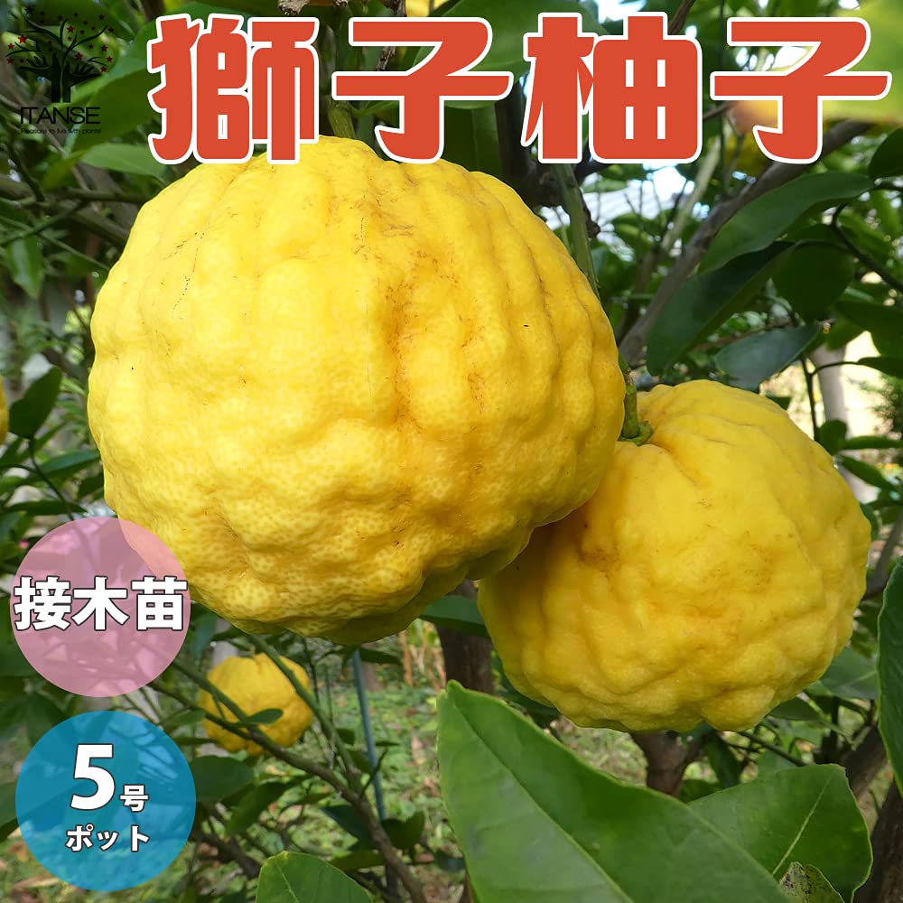 Amazon.co.jp: ITANSE ゆずの苗 獅子柚子【品種で選べる果樹苗木